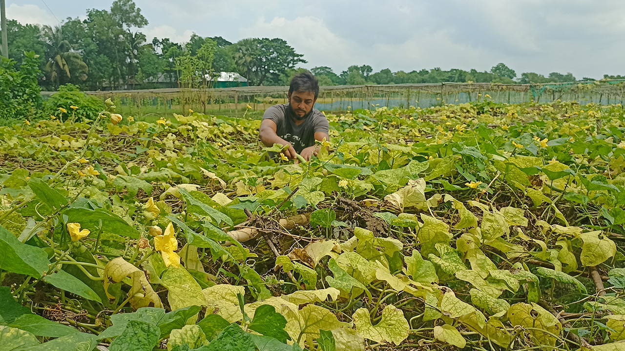 শীতকালীন সবজির আগাম চাষে ব্যস্ত সময় পার করছেন কুমিল্লার ব্রাহ্মণপাড়ার চাষিরা।