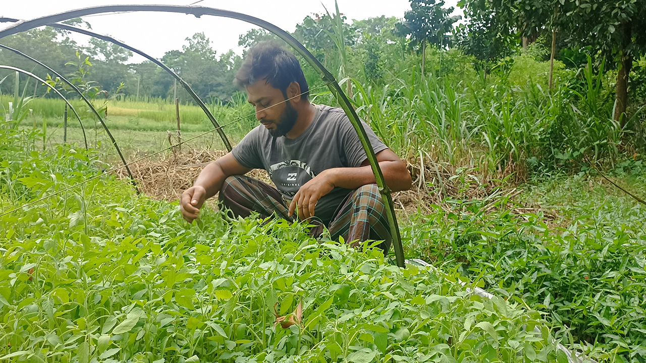 মাঠজুড়ে চাষ করা হয়েছে শিম, ফুলকপি, বাঁধাকপি, টমেটো, ক্যাপসিকাম, মুলা, ধুন্দুল, লাউ, লালশাক,পালংশাক ও নানা ধরনের সবুজ শাকসবজি।