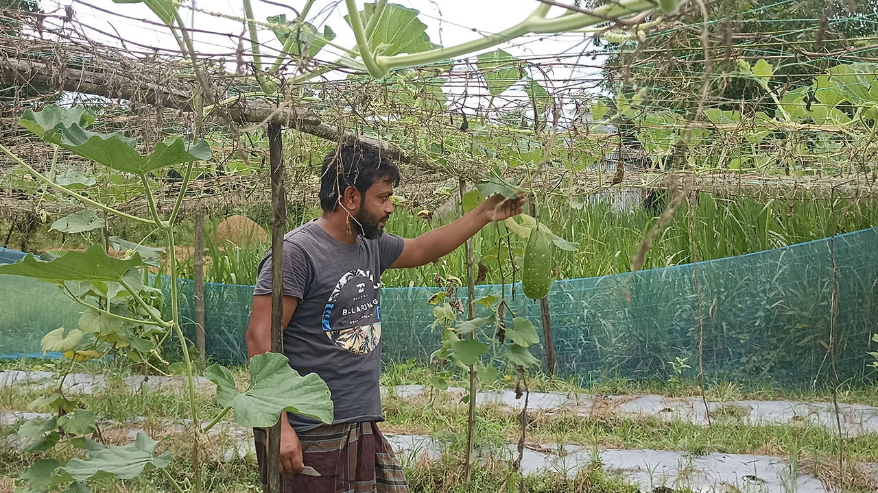 চলতি মৌসুমে ব্রাহ্মণপাড়ায় ৩২৮ হেক্টর জমিতে শীতকালীন সবজির লক্ষ্যমাত্রা নির্ধারণ করা হয়েছে।