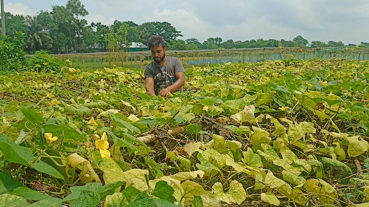 বড় ধরনের প্রাকৃতিক দুর্যোগ না হলে কৃষক আগাম সবজি চাষে লাভবান হবেন কৃষকরা।