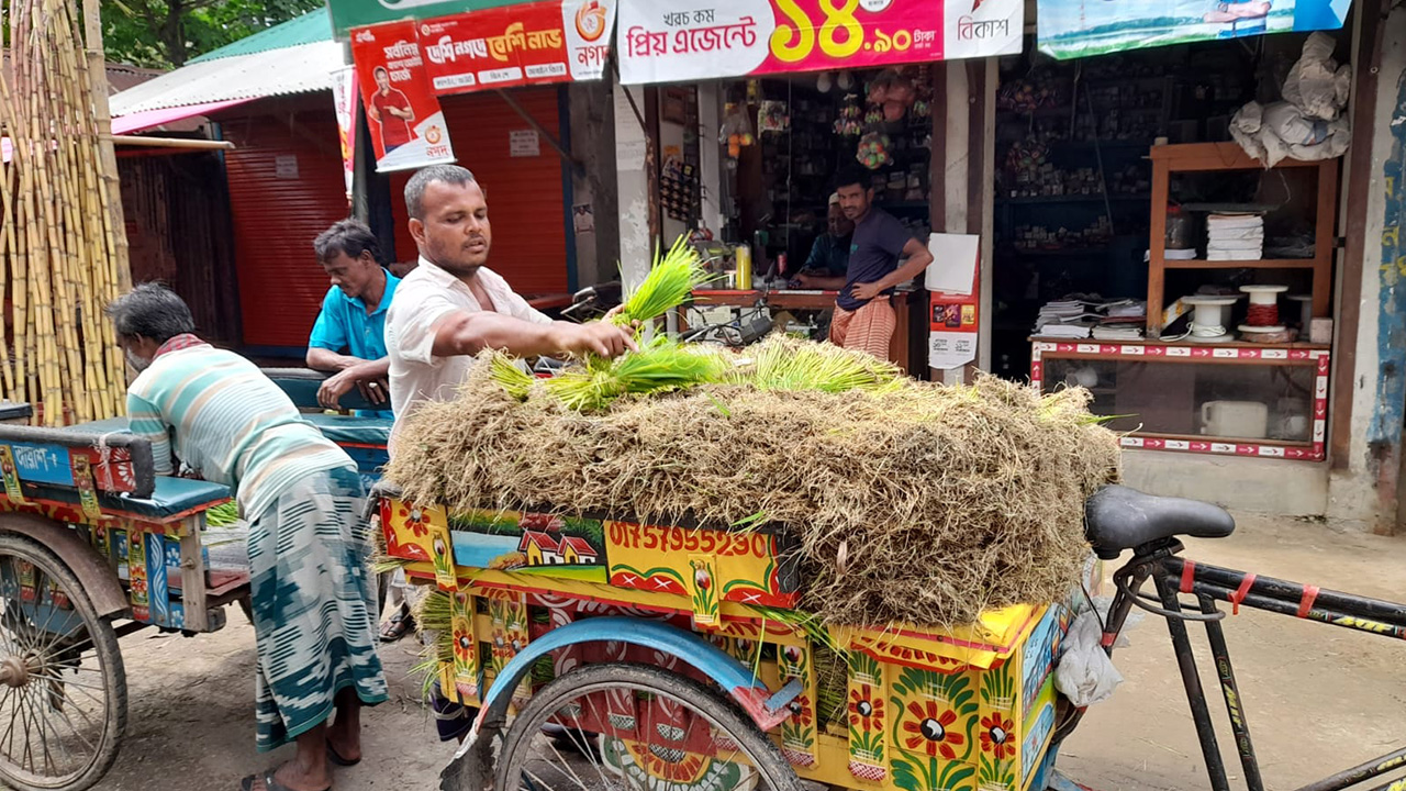 শত শত কৃষক রোপা ধানের জমি তৈরি করে ধান লাগাতে শুরু করেছে। 