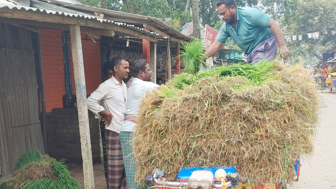 তাড়াশে প্রায় ১০ থেকে ১২ টি হাট-বাজারে রোপা আমনের চারা বীজ বিক্রি চলছে।