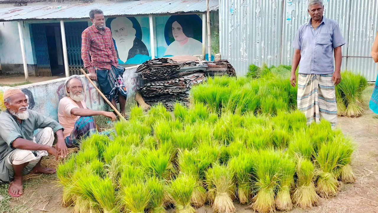 স্থানীয় জাতের আব্দুল গুটি, কাটারী ভোগ, ব্রি-৯০, ব্রি-৪৯, ব্রি-৫১, ব্রি-৫৮, ব্রি-৩৪ ও ব্রি-৩৬ জাতের রোপা আমনের চারা বীজ বেশি বিক্রি হচ্ছে।