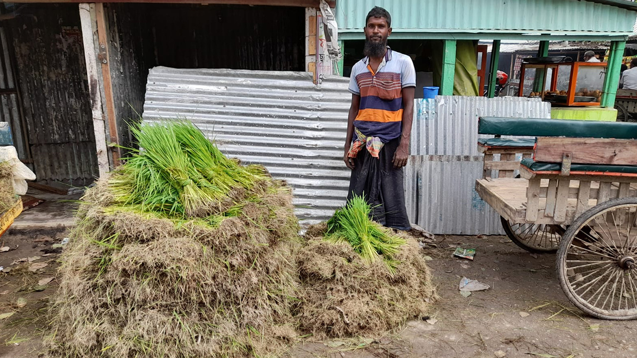 স্থানীয় জাতের আব্দুল গুটি, কাটারী ভোগ, ব্রি-৯০, ব্রি-৪৯, ব্রি-৫১, ব্রি-৫৮, ব্রি-৩৪ ও ব্রি-৩৬ জাতের রোপা আমনের চারা বীজ বেশি বিক্রি হচ্ছে।