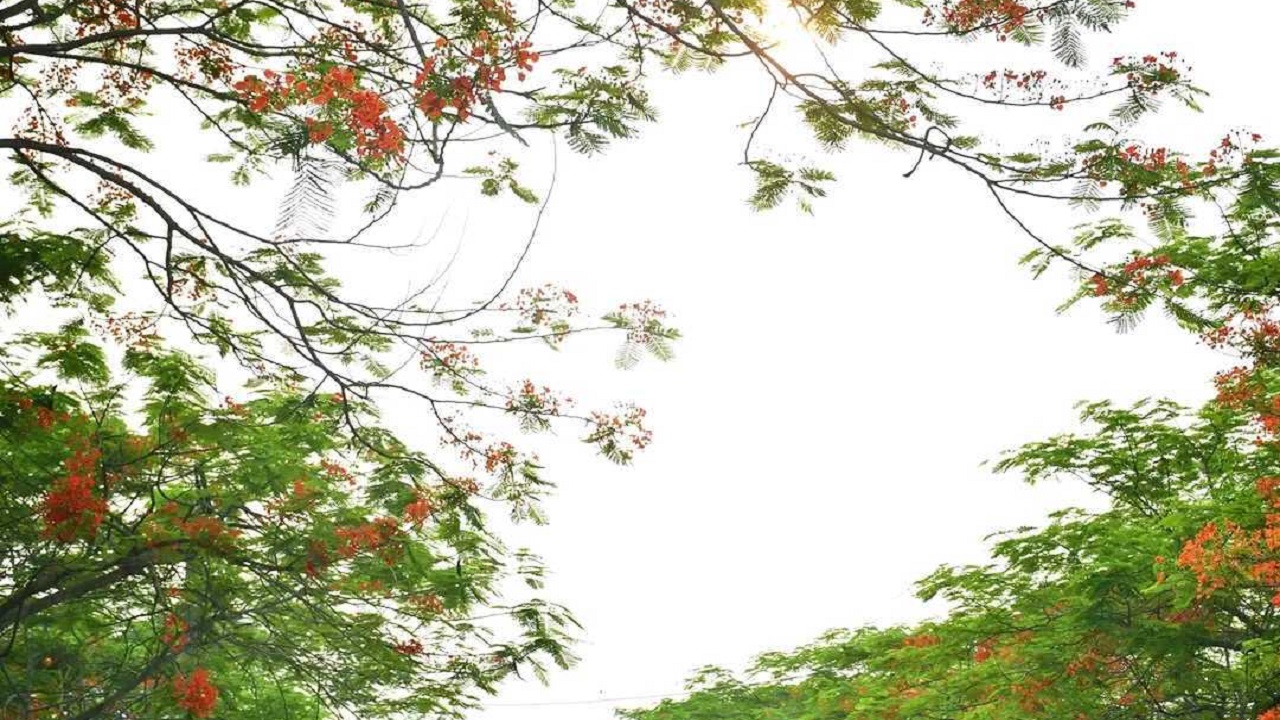 উত্তরের উচ্চশিক্ষার বাতিঘর বেরোবি ক্যাম্পাস যেন ছায়াঘেরা এক সবুজ উদ্যান