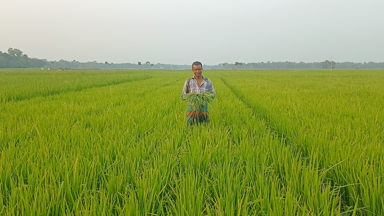 ইঁদুরের পেটে যাচ্ছে কুমিল্লার আমন চাষির স্বপ্ন
