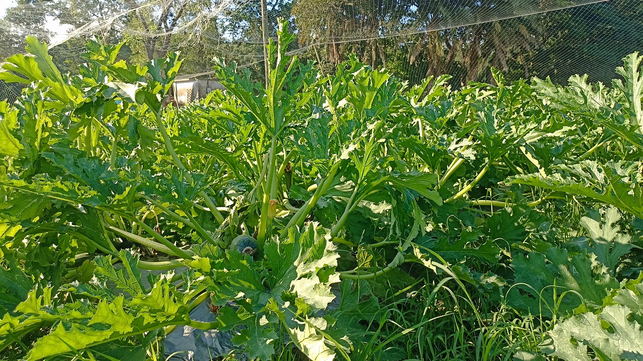দেশের মাটিতে বিদেশি সবজি স্কোয়াশ