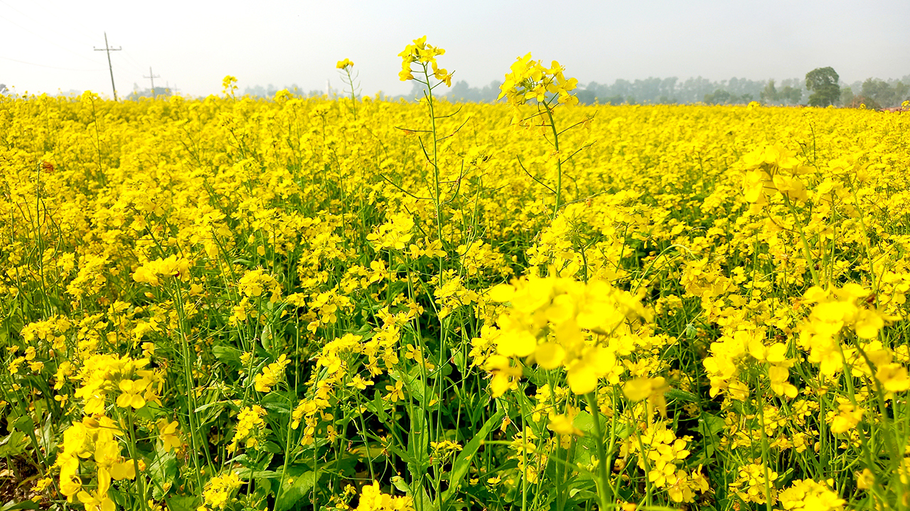 নওগাঁর মান্দায় আগাম সরিষা চাষ