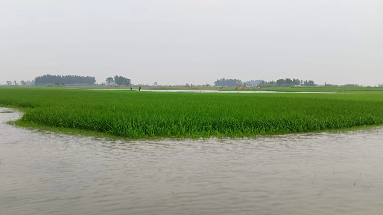 বন্যা পরিস্থিতি