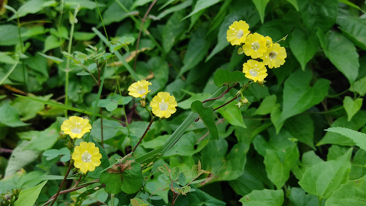 শীতের আবহে সৌন্দর্য ছড়াচ্ছে হলুদ কলমি। ছবি : কালবেলা 