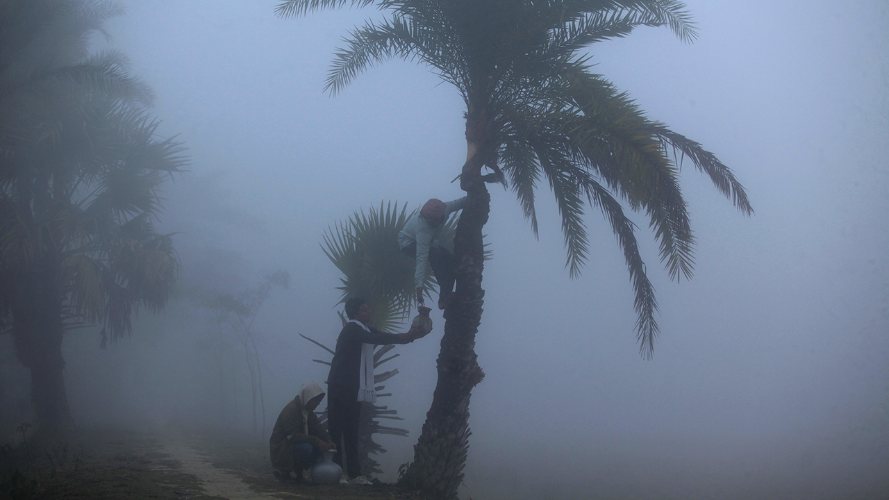 খেজুর গাছ থেকে রস সংগ্রহ করছেন চাষি। ছবি : কালবেলা