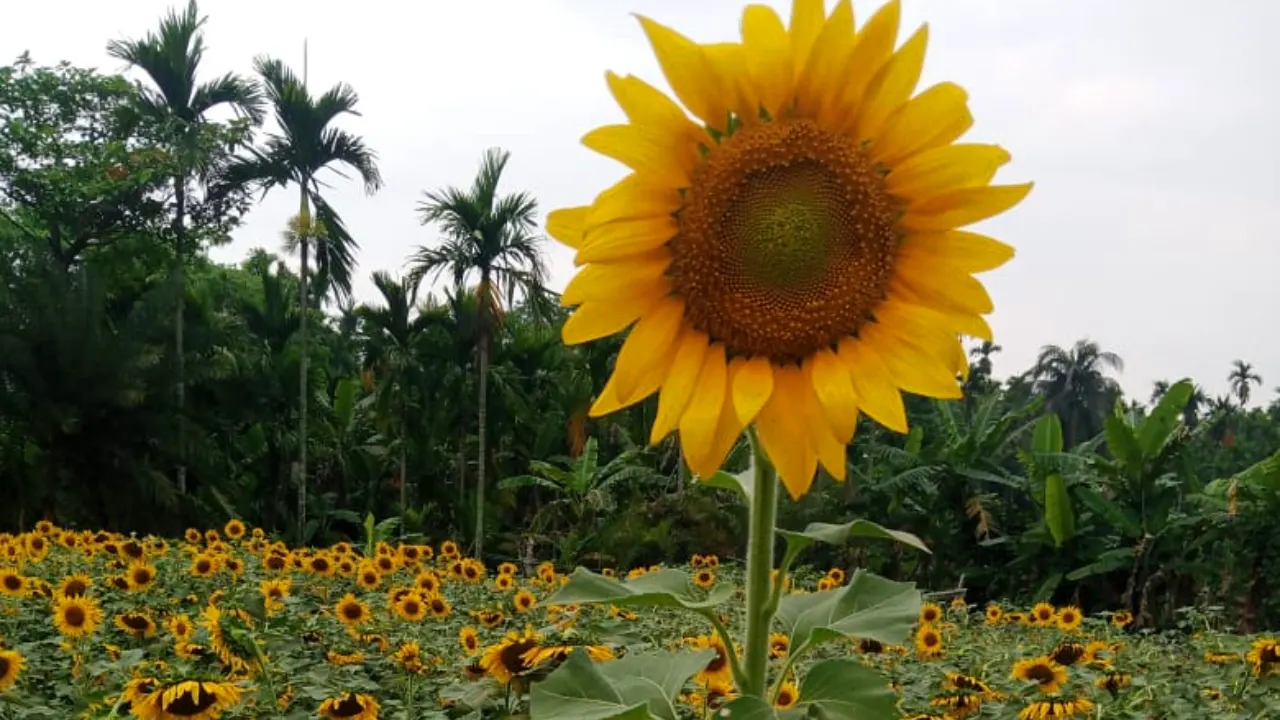 কম খরচে অধিক ফলন ও লাভবান হওয়ায় প্রথাগত চাষাবাদ ছেড়ে সূর্যমুখী চাষে ঝুঁকছে কৃষকরা।