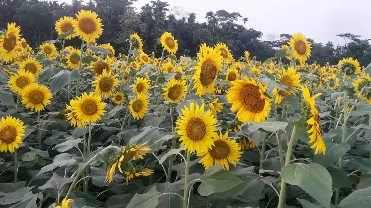উপজেলার বিভিন্ন স্থানে বিস্তীর্ণ মাঠজুড়ে সবুজ পাতার মাঝে যেন শোভা ছড়াচ্ছে হলুদ সূর্যমুখী ফুল।