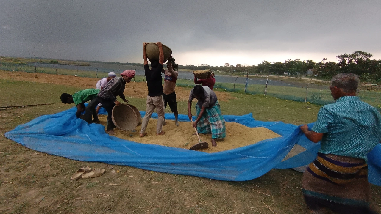  ঝড়ের আগে ফসল রক্ষায় শেষ মুহূর্তের ব্যস্ততা। 