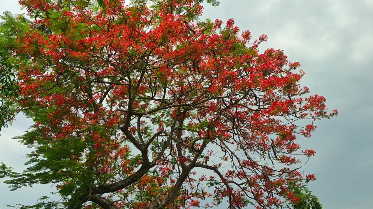 কৃষ্ণচূড়া গাছের লাল আবহে সেজেছে প্রকৃতি।