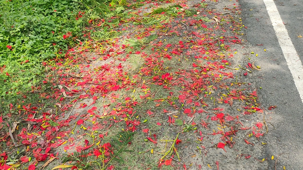 ঝরে পড়া কৃষ্ণচূড়া ফুলের পাপড়ি।