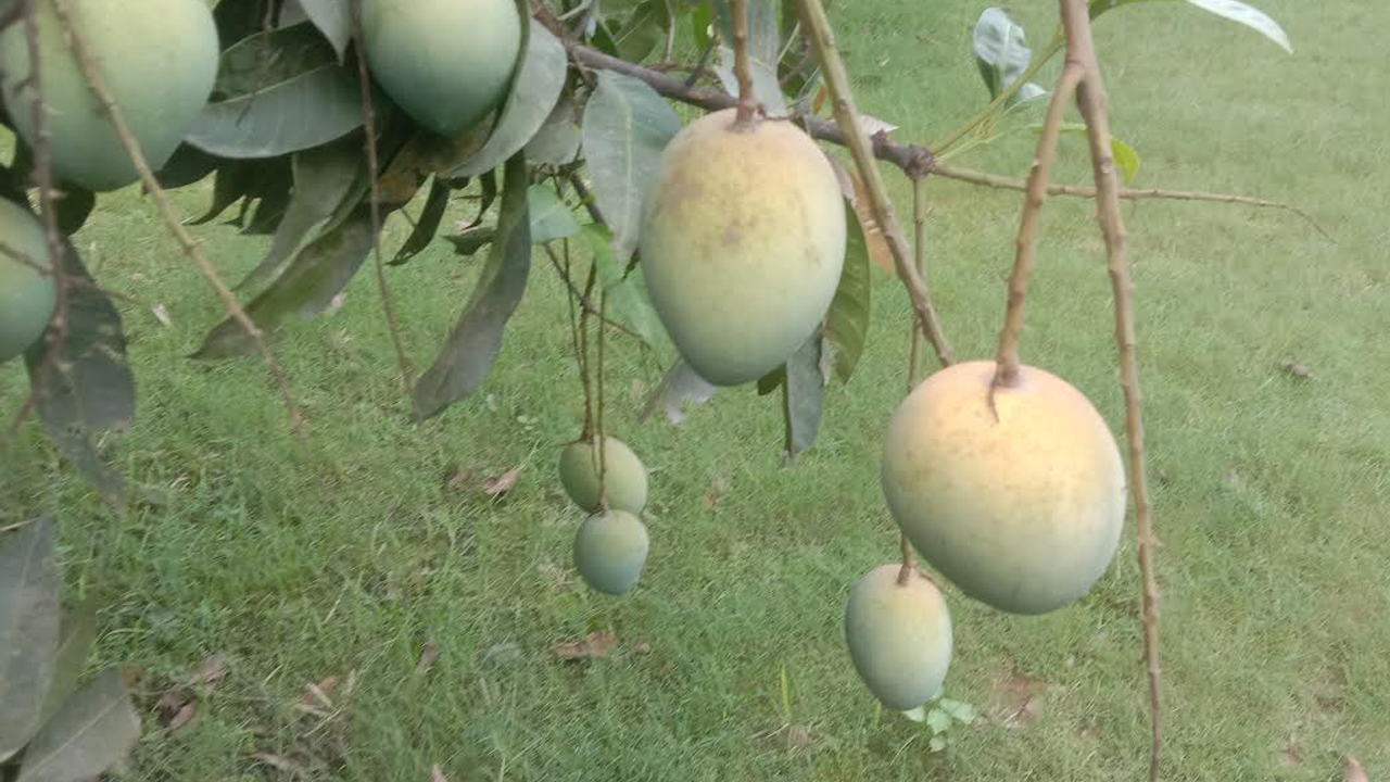 হাঁড়িভাঙা আম। ছবি : কালবেলা