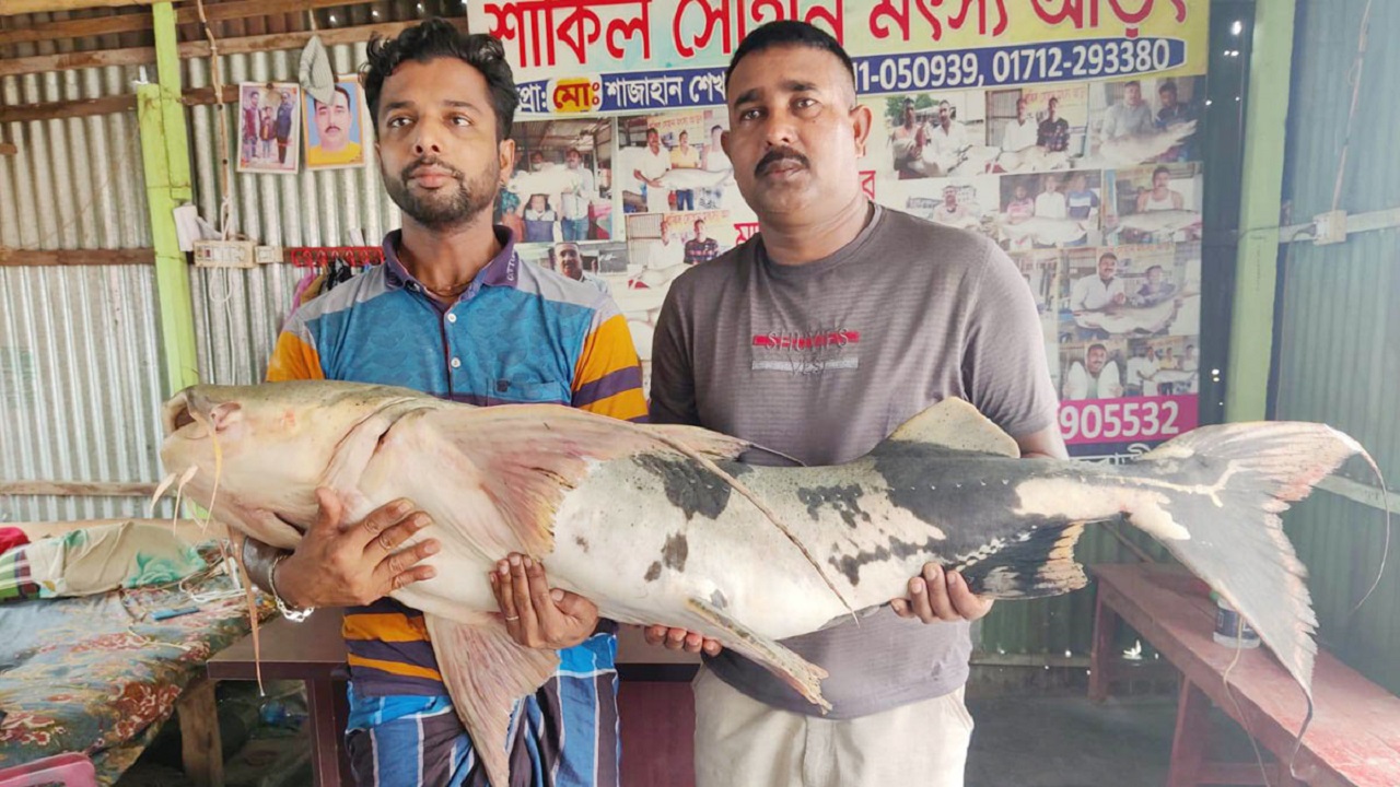পদ্মায় জেলের জালে ধরা পড়া ২৭ কেজির বাঘা আইড় মাছ। ছবি : কালবেলা