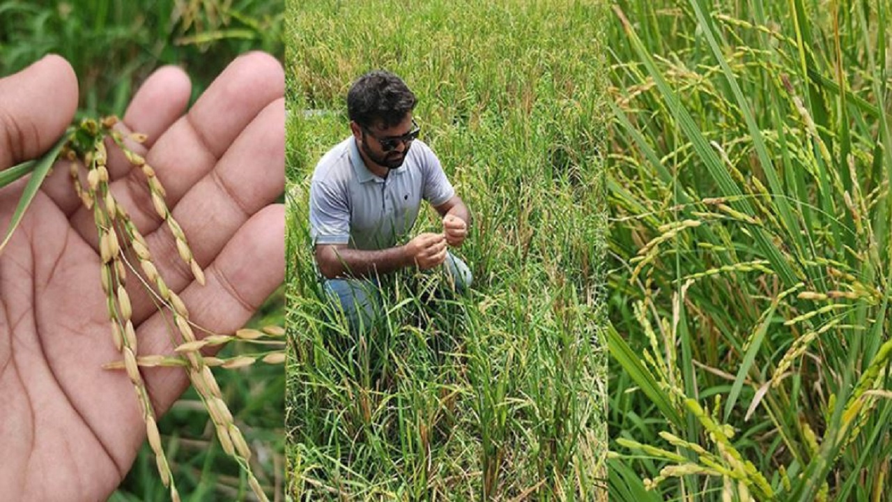 মুড়ি ধান। ছবি : কালবেলা