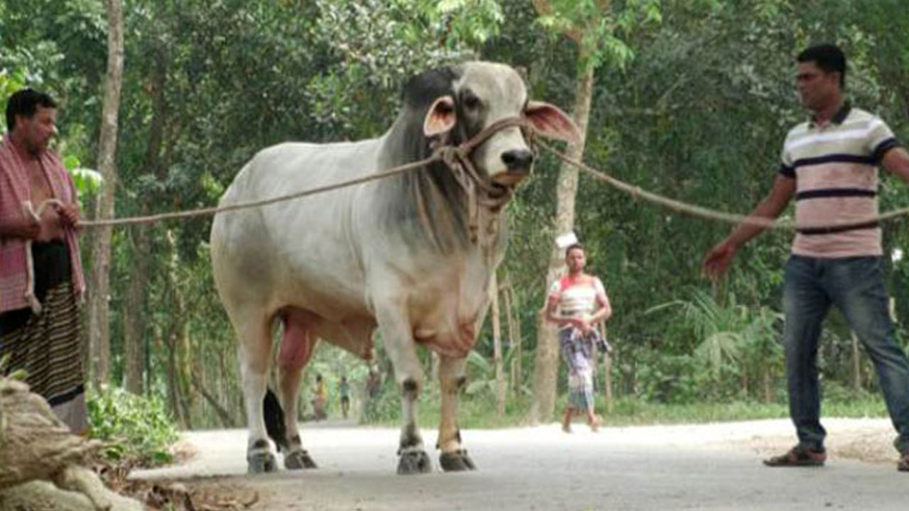 প্রধানমন্ত্রীকে উপহার দেওয়া গরু।