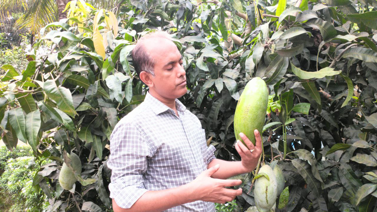 বালিশ আম