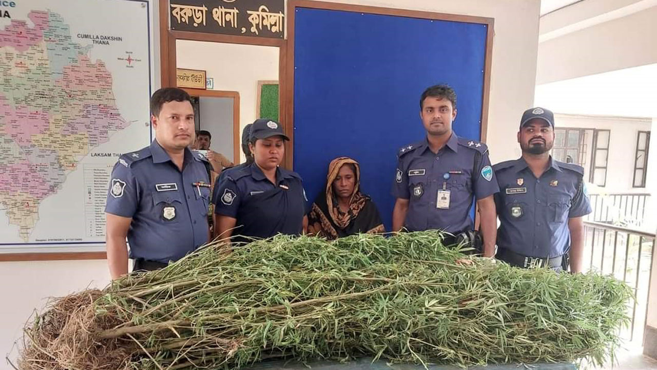 গাঁজা চাষ করায় আটক। ছবি : কালবেলা