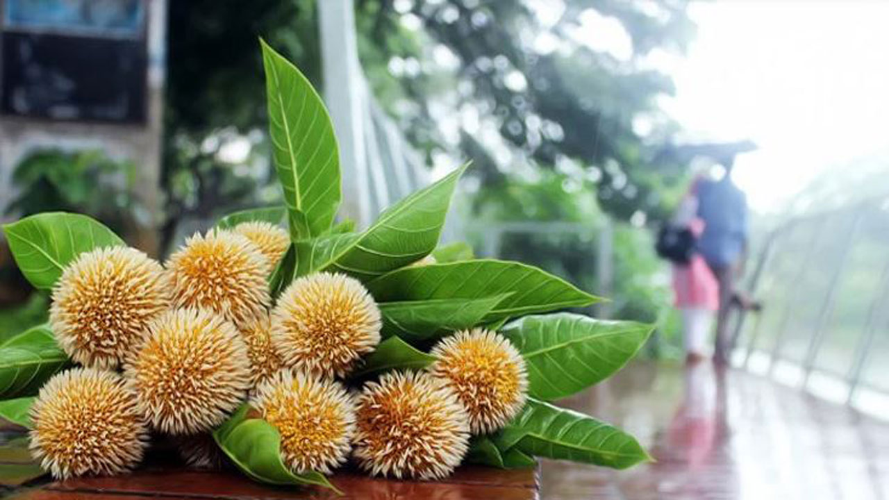 কদম ফুল। ছবি : সংগৃহীত