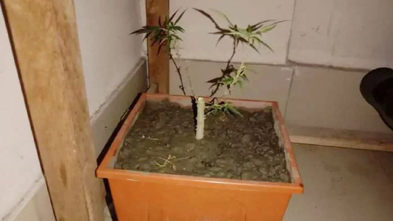 ছাত্রাবাস থেকে জব্দ করা টবসহ গাঁজার গাছ। ছবি : সংগৃহীত