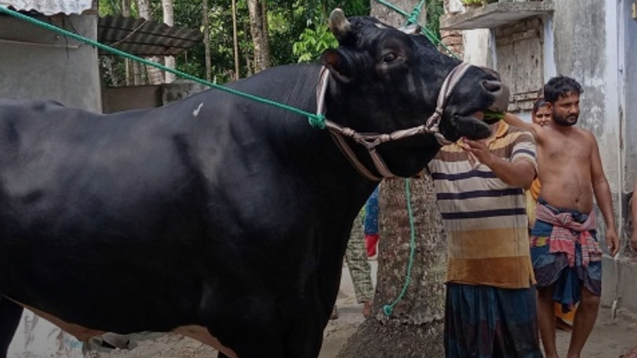 সম্রাট নামে বিশাল আকৃতির এক গরু। ছবি : কালবেলা