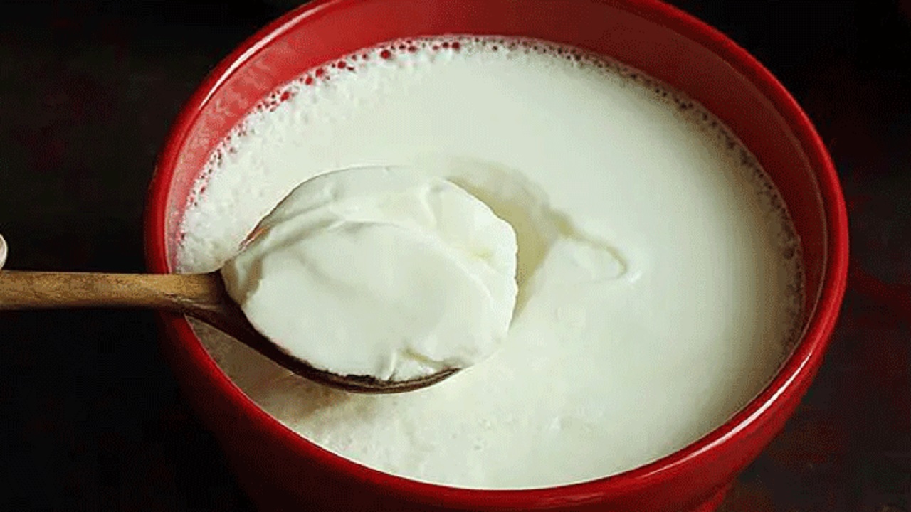 টক দই। ছবি : সংগৃহীত