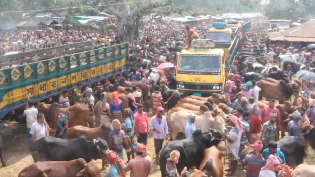 শিয়ালমারি পশুর হাট। ছবি : কালবেলা
