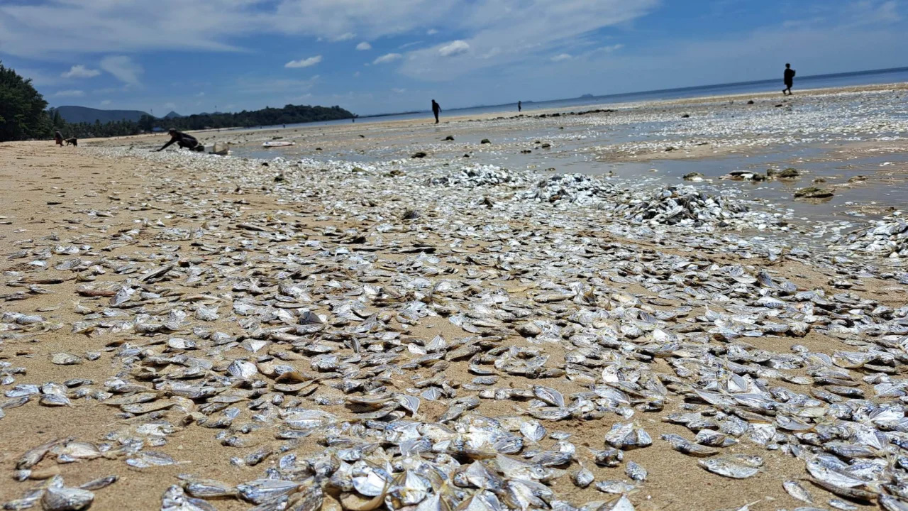 বৃহস্পতিবার থাইল্যান্ডের দক্ষিণ চুমফোন প্রদেশের একটি সমুদ্রসৈকতে হাজারো মৃত মাছ ভেসে এসেছে।