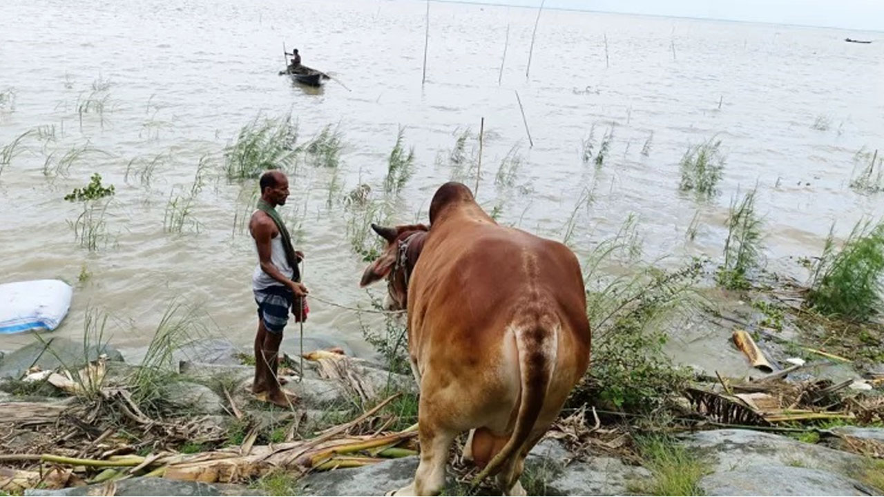 ডুবে যাওয়া গরু উদ্ধার করা হচ্ছে। ছবি : সংগৃহীত