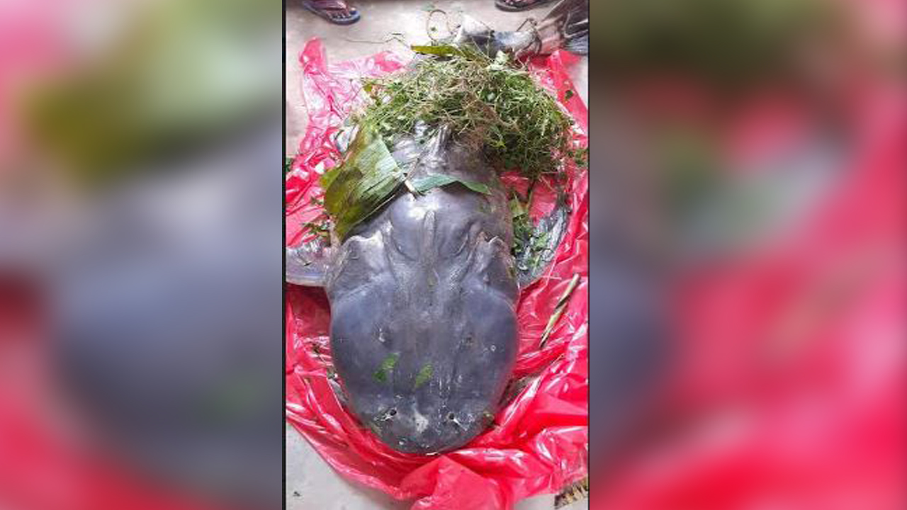 জেলের জালে ধরা পড়ে ৫০ কেজি ওজনের বাঘা আইড়। ছবি: কালবেলা