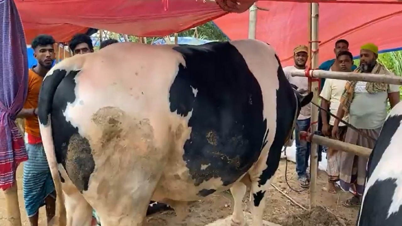 রাজধানীর পশুর হাট। ছবি : কালবেলা