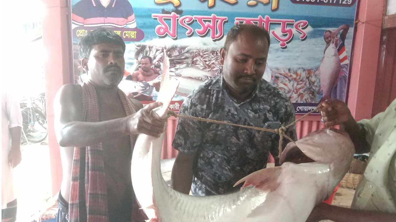 দৌলতদিয়ার পদ্মা নদীতে ধরা পড়ে ২৭ কেজি ওজনের পাঙাশ মাছ। ছবি : কালবেলা