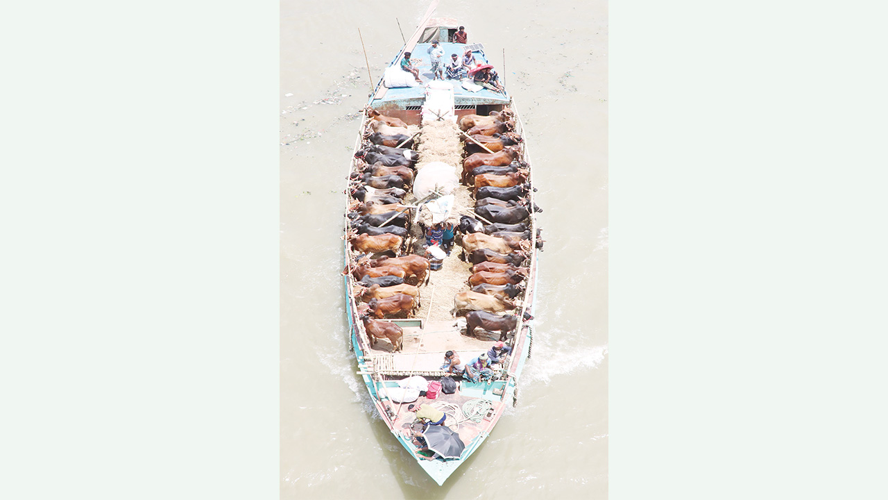 রাজধানীতে সড়কের পাশাপাশি নদী পথেও কোরবানির পশু আনা হচ্ছে।
