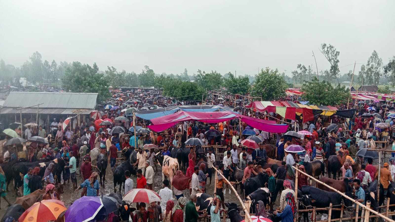 রায়গঞ্জে জমে উঠেছে কোরবানির পশুর হাট