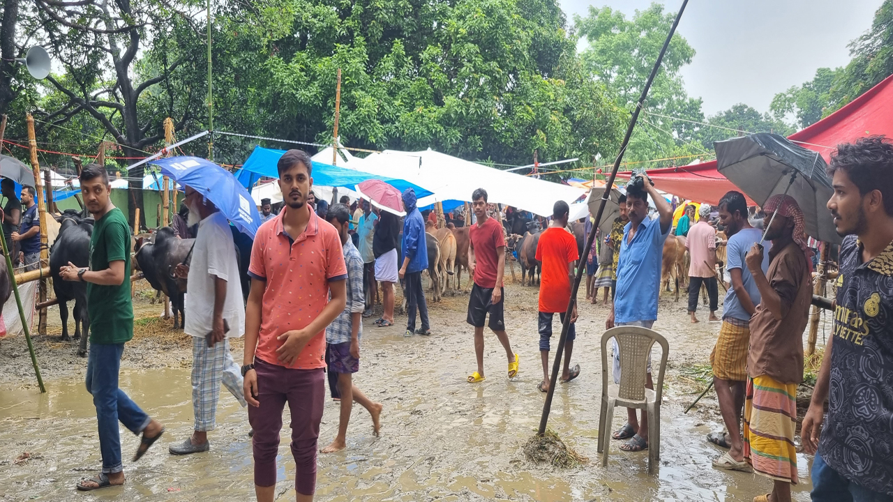সাভারে জমে উঠেছে কোরবানির পশুর হাট। ছবি: কালবেলা