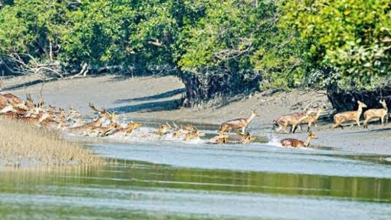 ছবি : সংগৃহীত
