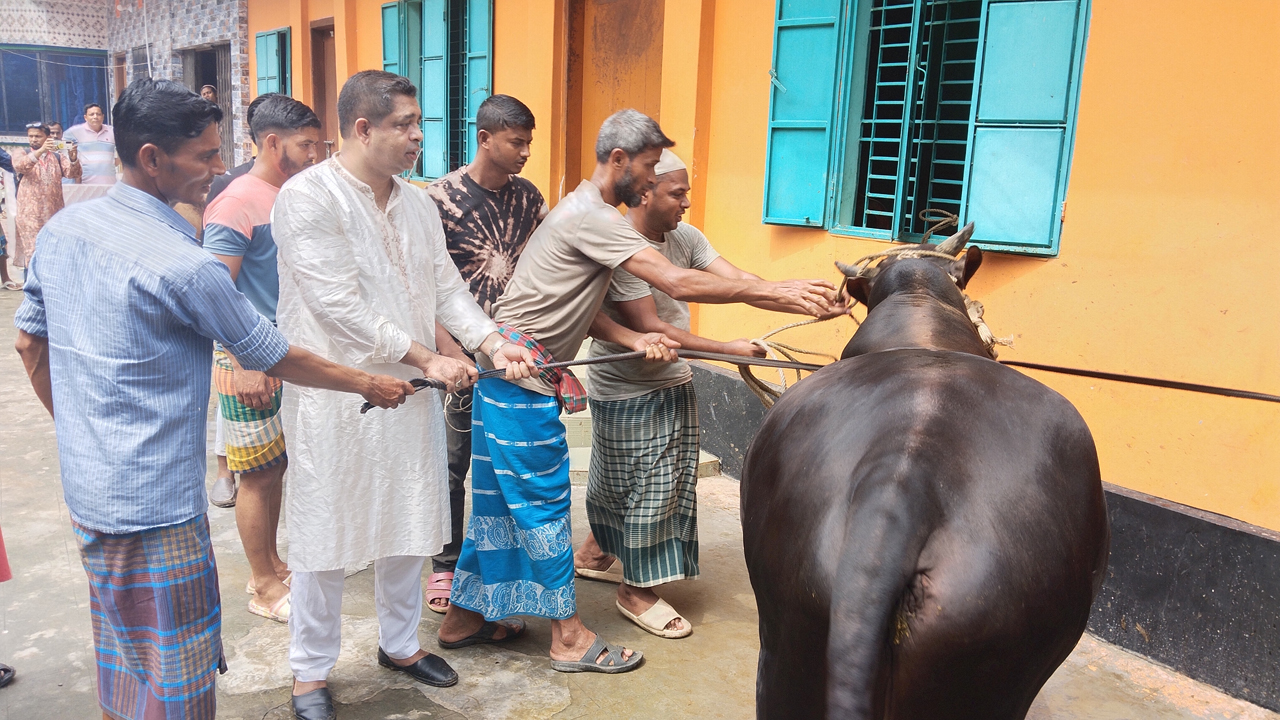 বঙ্গবন্ধুর পরিবারের নামে দীর্ঘ ১৫ বছর ধরে গরু কোরবানি করেন কাজী সরোয়ার হোসেন। ছবি: কালবেলা