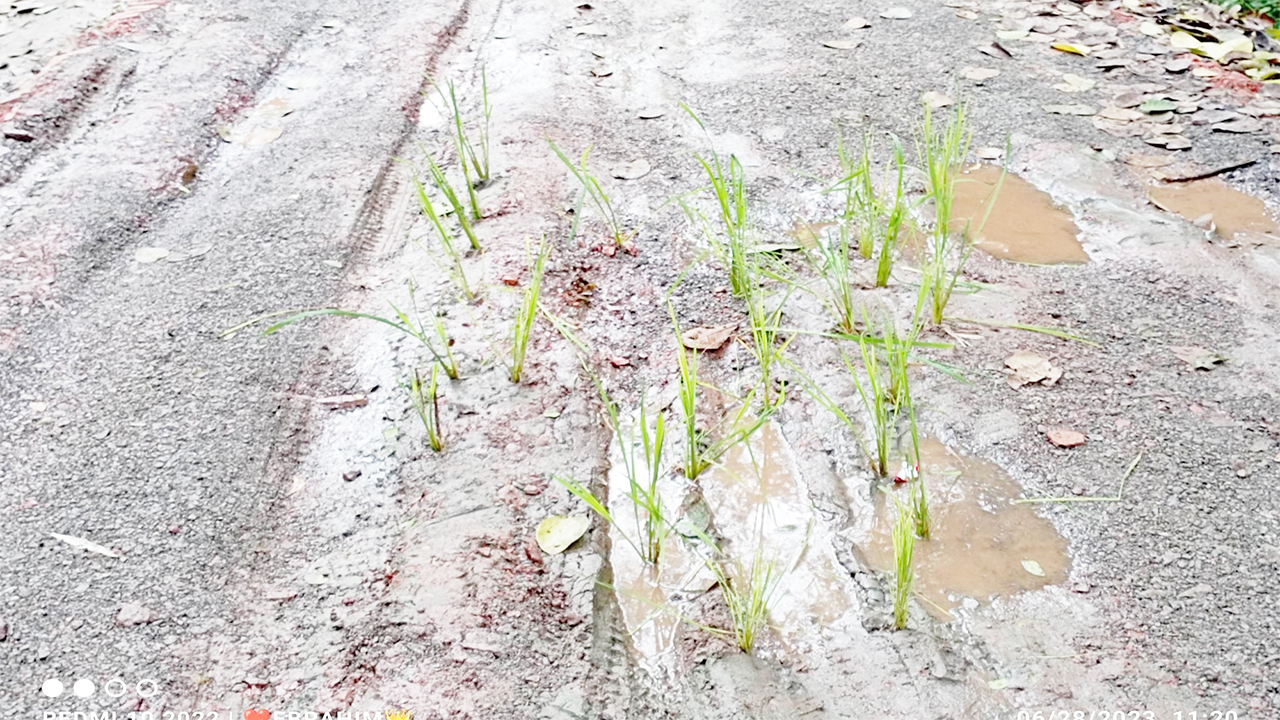 নির্মাণে অনিয়মের প্রতিবাদে দেবে যাওয়া সড়কে ধানের চারা রোপণ করেন স্থানীয়রা। ছবি : কালবেলা