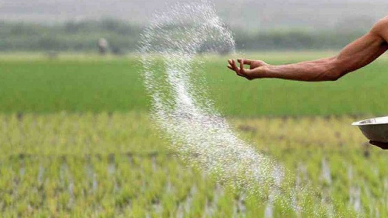 ফসলের খেতে সার ছিটাচ্ছেন কৃষক। ছবি : সংগৃহীত
