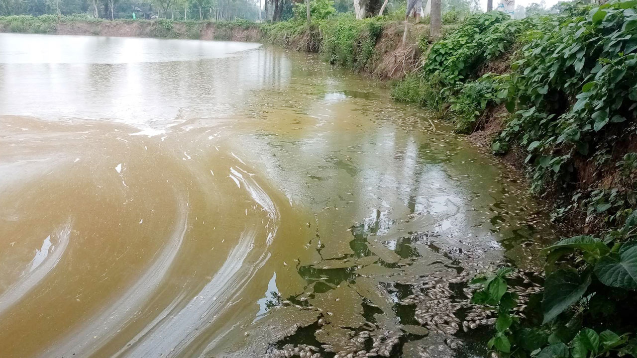 দুর্বৃত্তদের দেওয়া বিষে মরে যাওয়া মাছ পুকুরে ভেসে উঠেছে। ছবি : কালবেলা
