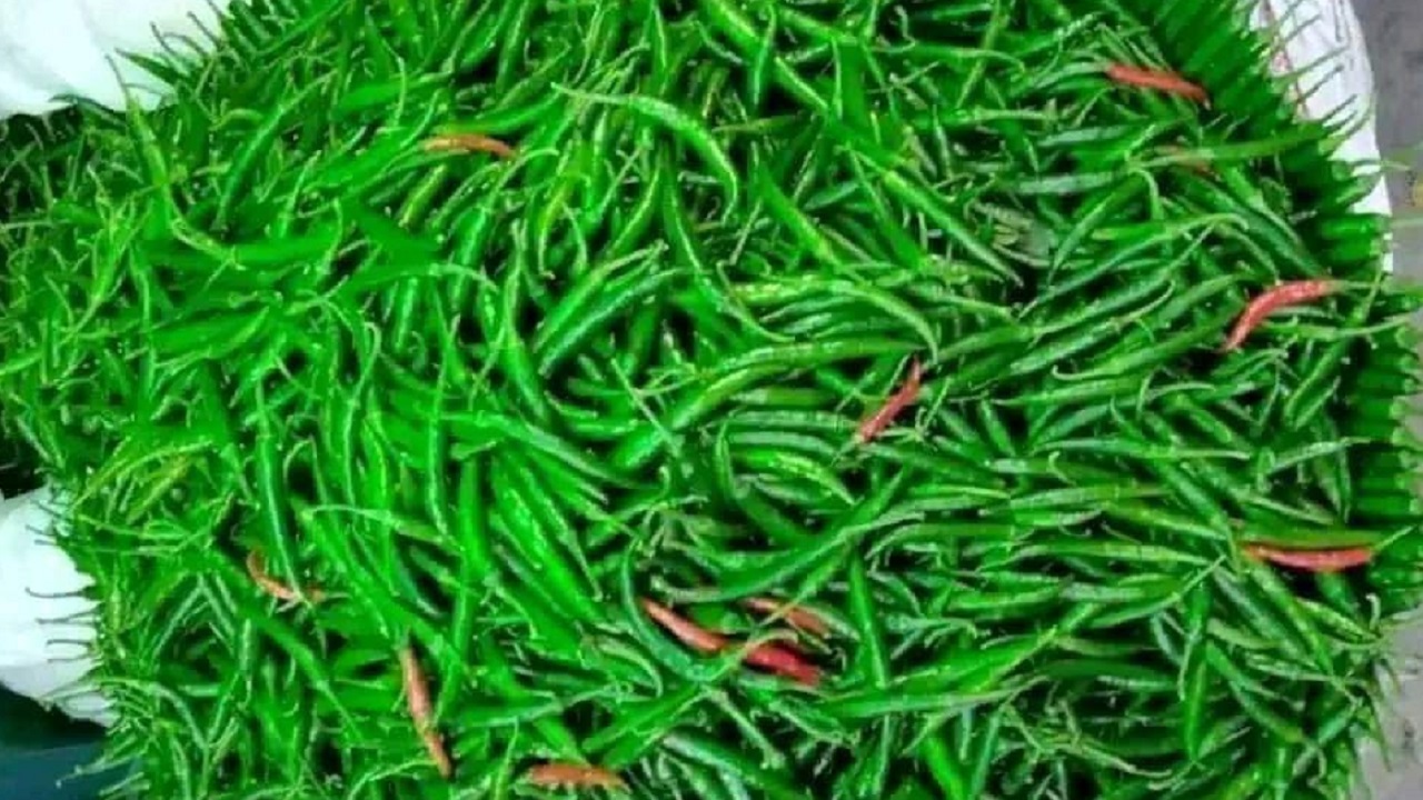 কাঁচামরিচ। ছবি : কালবেলা
