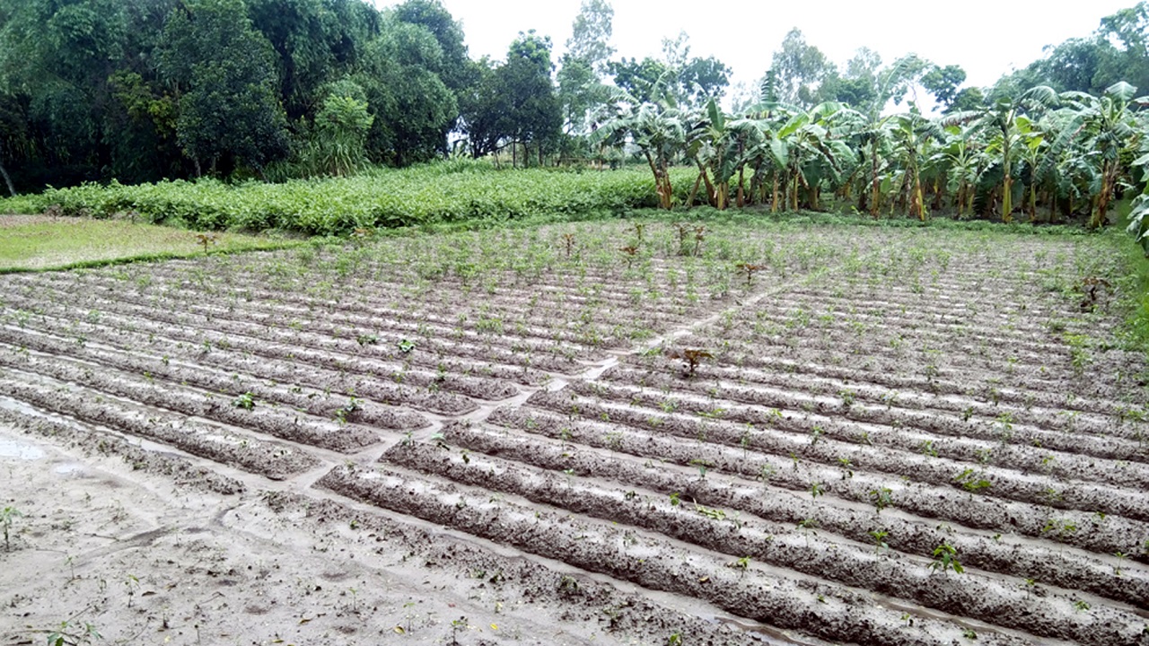 ছবিটি ফুলবাড়ী পৌরসভার কৃষ্ণপুর এলাকা থেকে তোলা। ছবি : কালবেলা