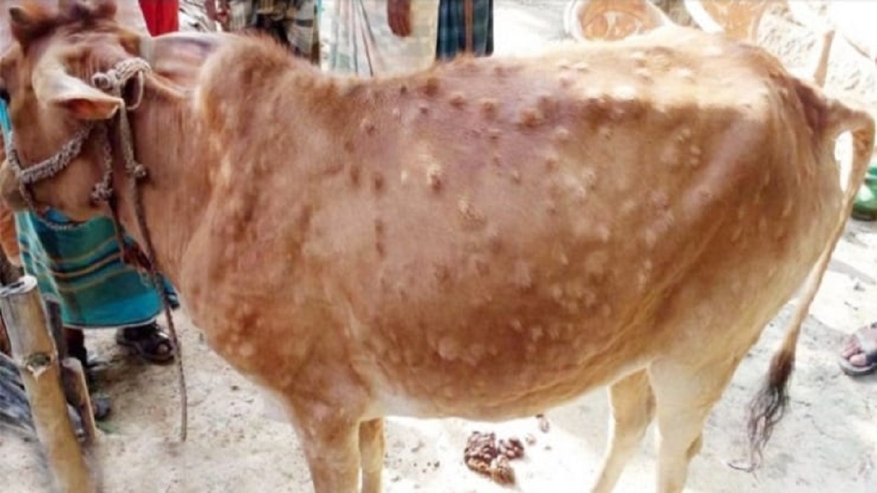 নীলফামারীর ডিমলায় এই গরুর শরীরে লাম্পি স্কিন ডিজিজের উপসর্গ দেখা যাচ্ছে। ছবি : কালবেলা