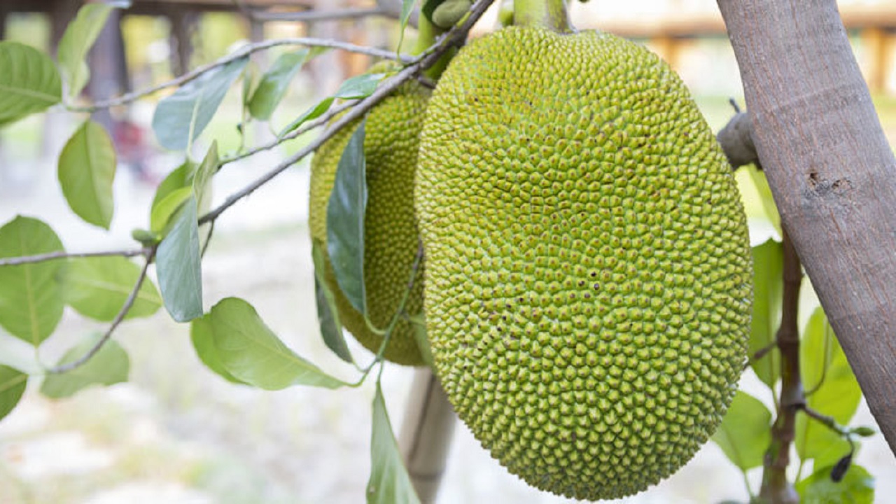 জাতীয় ফল কাঁঠাল। ছবি : সংগৃহীত