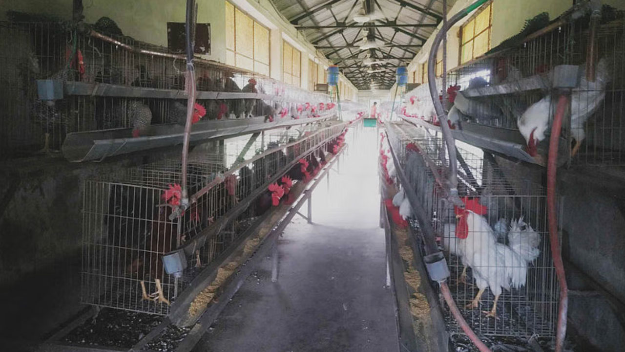 সাভারে বাংলাদেশ প্রাণিসম্পদ গবেষণা ইনস্টিউটে হোয়াইট লেগ হর্ন জাতের মোরগ। ছবি : সংগৃহীত