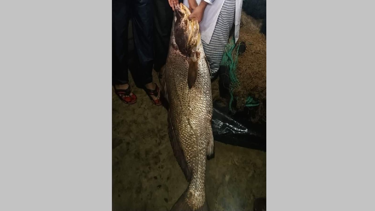 টেকনাফে ধরা পড়ে ৩০ কেজি ওজনের কালো পোপা মাছ। ছবি : কালবেলা